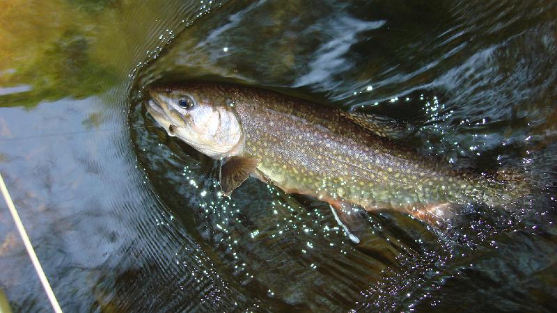 5-30 fish12.JPG
